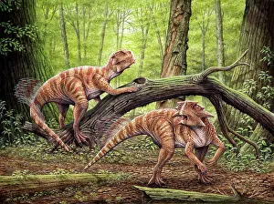 Sinensis: Psittacosaurus dinosaurs in a Cretaceous forest