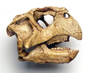 Ceratopia: Psittacosaurus skull