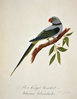 Bushby: Psittacula columboides, Malabar parakeet