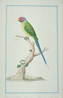 Parakeet: Psittacula cyanocephala, plum-headed parakeet