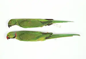 Parakeet: Psittacula eques, echo parakeet