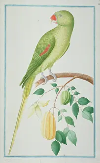 Alexandrine: Psittacula eupatria, Alexandrine parakeet