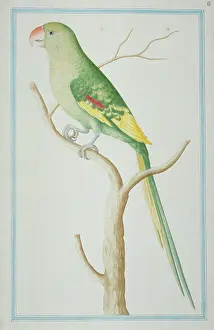 Alexandrine: Psittacula eupatria, Alexandrine parakeet