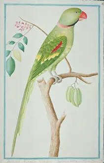 Alexandrine: Psittacula eupatria, Alexandrine parakeet