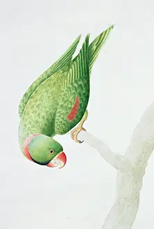 Alexandrine: Psittacula eupatria, Alexandrine parakeet