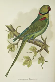 Alexandrine: Psittacula eupatria, Alexandrine parakeet