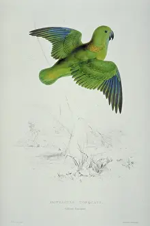 Parakeet: Psittacula kramei, rose-ringed parakeet