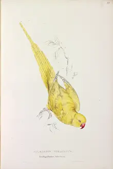 Parakeet: Psittacula krameri manillensis, Indian ringneck parakeet (Lu