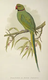 Parakeet: Psittacula krameri, rose-ringed parakeet