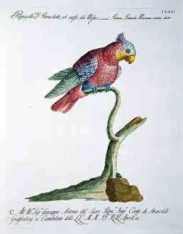 Parakeet: Psittacula sp. parakeet