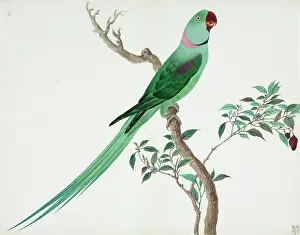 Parakeet: Psittacula sp, parakeet