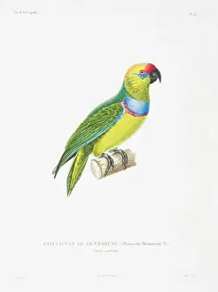 Duperrey: Psittaculirostris desmarestii, large fig parrot