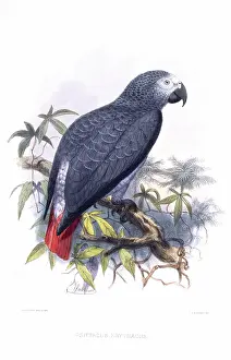 1842 1912: Psittacus erithacus, grey parrot