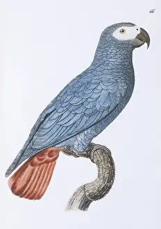 Psittaciformes: Psittacus erithacus, grey parrot