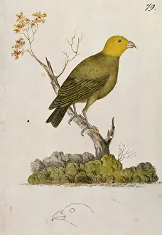 U.s.a: Psittirostra psittacea, o'u