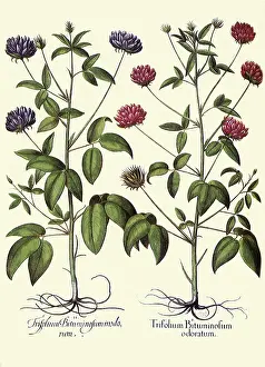 Basilius: Psoralea bituminosa