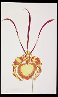 Papilio: Psychopsis papilio