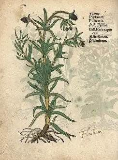 Plantago: Psyllium, Plantago psyllium