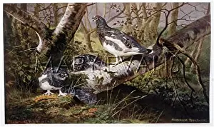 Lagopus: PTARMIGAN
