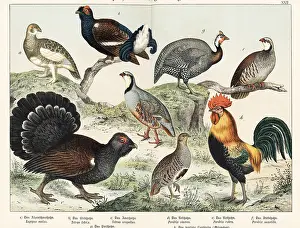 Naturgeschichte Des Tierreichs: Ptarmigan, grouse, partridges, etc