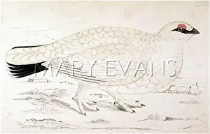 Lagopus: PTARMIGAN (MORRIS)