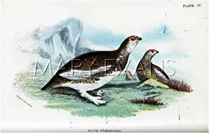 Lagopus: PTARMIGAN (O.GRANT)