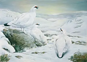 Ptarmigan: Ptarmigan ' in the snow