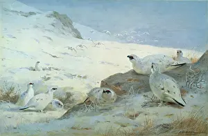 Ptarmigan: Ptarmigan in Snow