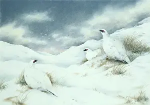 Ptarmigan: Ptarmigan in their Winter Plumage
