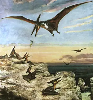 Eras: Pteranodon
