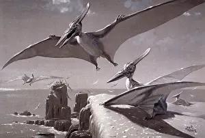 Pterodactyloidea: Pteranodon
