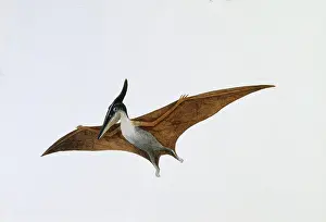 Pterodactyloidea: Pteranodon