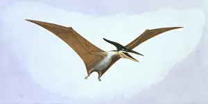 Pterodactyloidea: Pteranodon