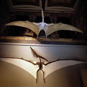 Pterodactyloidea: Pteranodon