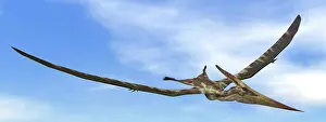 Pteranodon: Pteranodon dinosaur flying in the blue sky