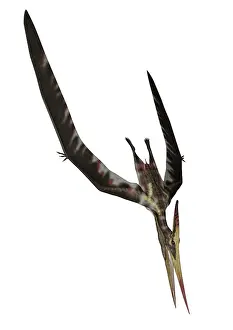 Pteranodon: Pteranodon flying reptile