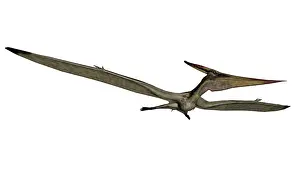 Pteranodon: Pteranodon flying reptile