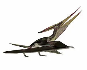 Pteranodon: Pteranodon flying reptile