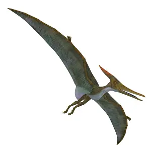 Pteranodon: Pteranodon flying reptile