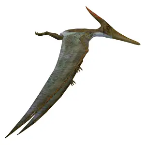 Pteranodon: Pteranodon flying reptile, side view