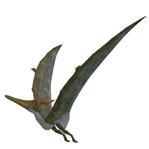 Pteranodon: Pteranodon flying reptile on white background