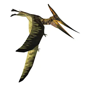 Pteranodon: Pteranodon flying reptile with wings down, side