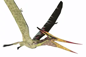 Pteranodon: Pteranodon flying reptile with wings up, side