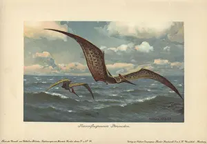 Harder: Pteranodon, large flying pterosaur from the