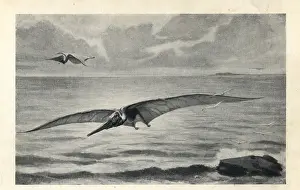 Longiceps: Pteranodon longiceps