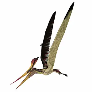 Pteranodon: Pteranodon longiceps flying