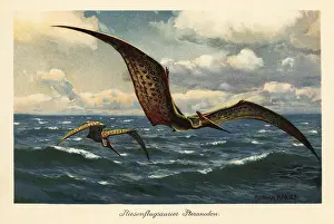 Tiere Der Urwelt: Pteranodon longiceps flying over the sea