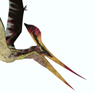 Pteranodon: Pteranodon longiceps head