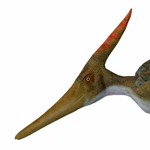 Pteranodon: Pteranodon longiceps head
