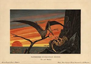 Tiere: Pteranodon, Nyctodactylus gracilis, extinct